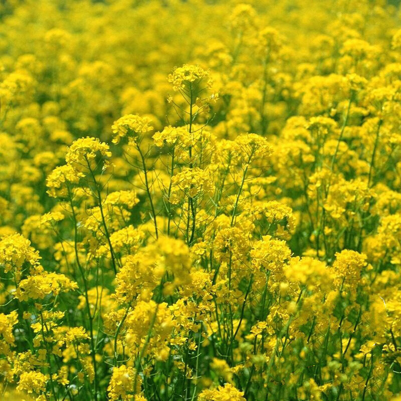 春枝韵油菜花种子芸苔观赏食用榨油油菜籽高产生长快速四季播种耐寒