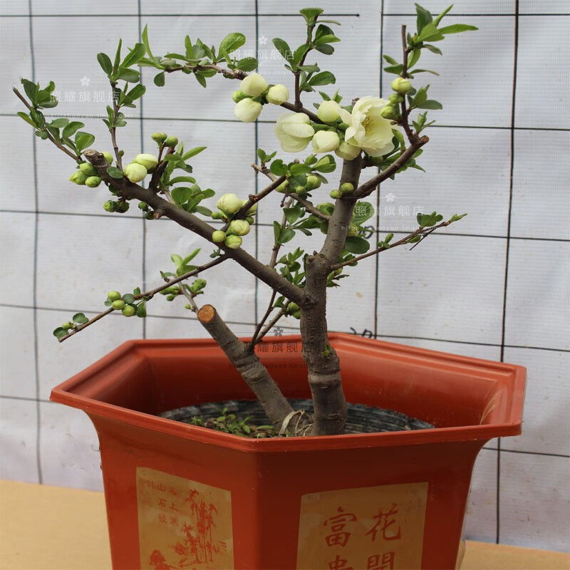 【绿宝石】绿色海棠花苗花卉盆栽盆景室内客厅绿植物花卉观花阳台 10