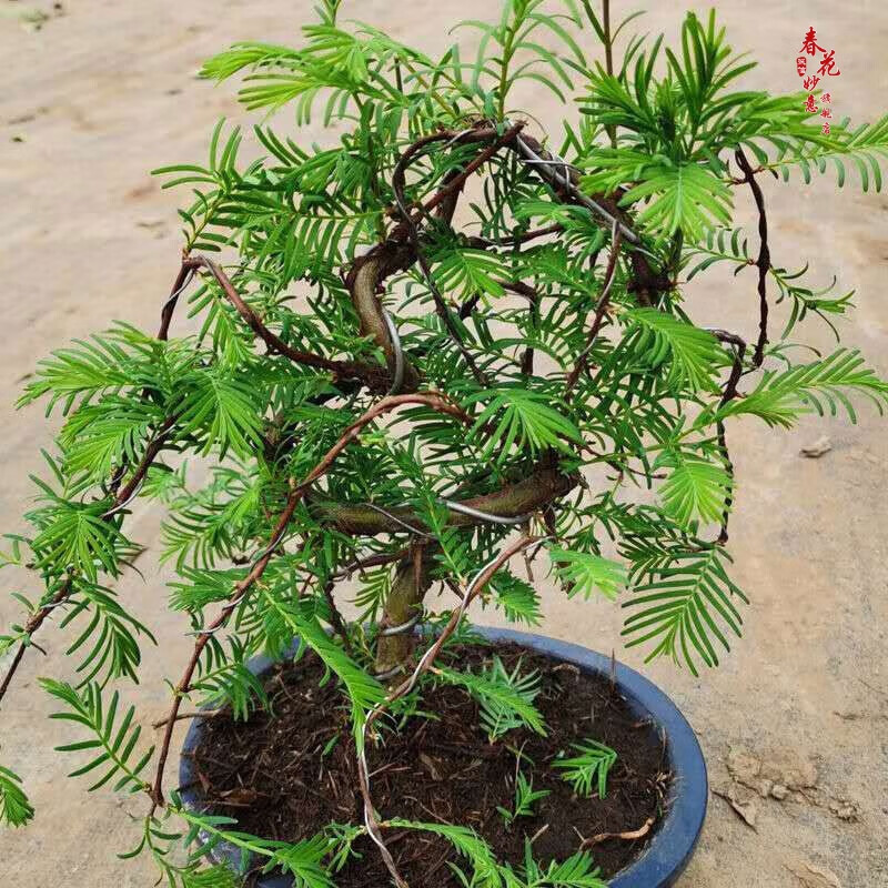 水杉盆景(水杉盆景图片大全欣赏)