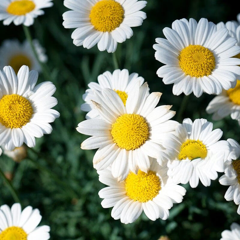 花幽谷洋甘菊种子四季开花易活室内外阳台庭院盆栽白晶菊小雏菊花种籽