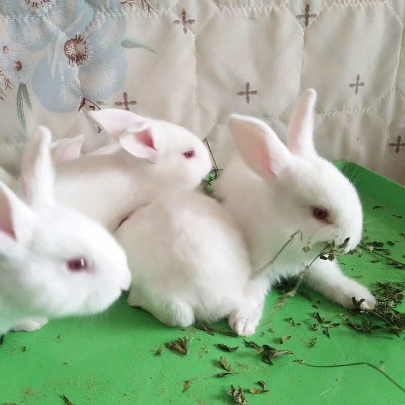 [京选推荐]兔子活兔家养小白兔兔子幼崽宠物兔种兔小兔子苗可繁殖大型