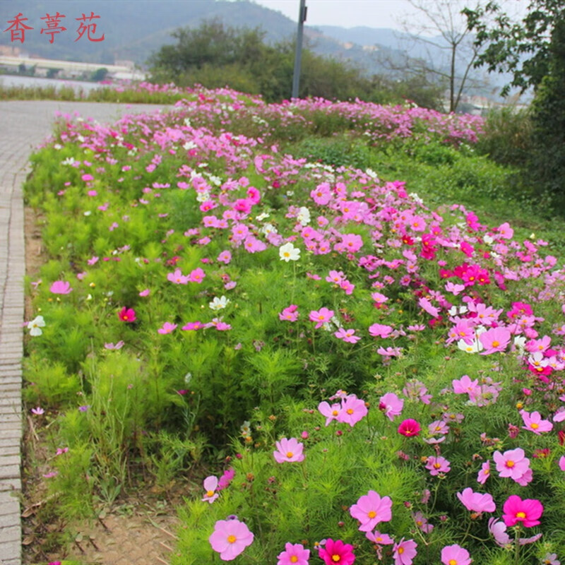 花籽耐阴植物种子格桑花秋英四季花仔庭院花种路边开花花草籽 波斯菊
