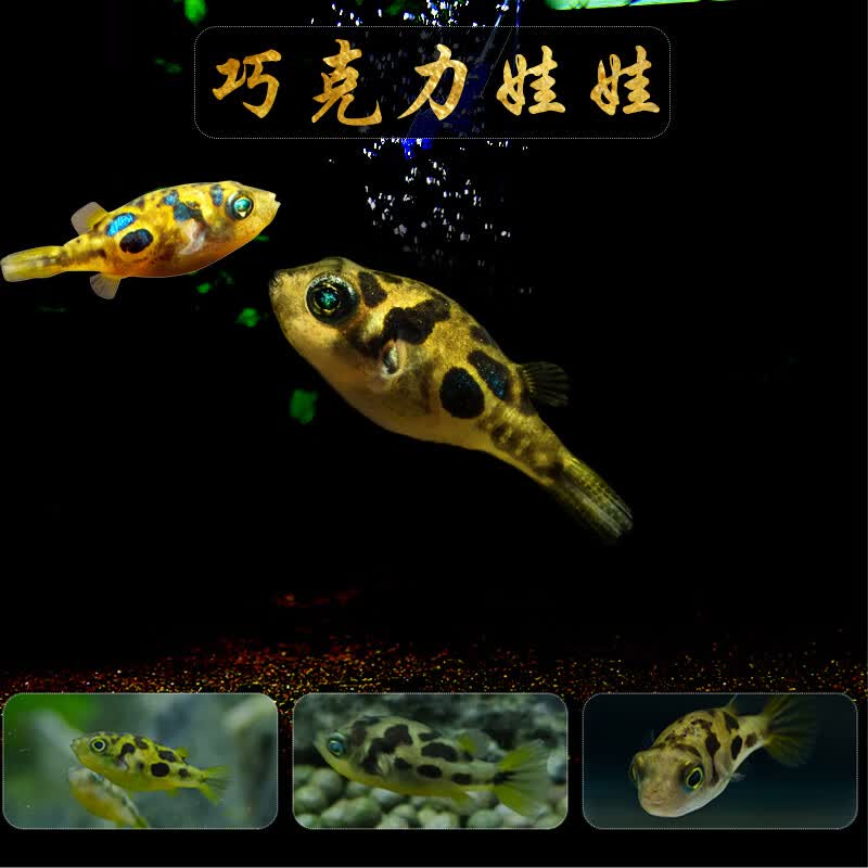 潜水艇河豚1条(2-3cm)