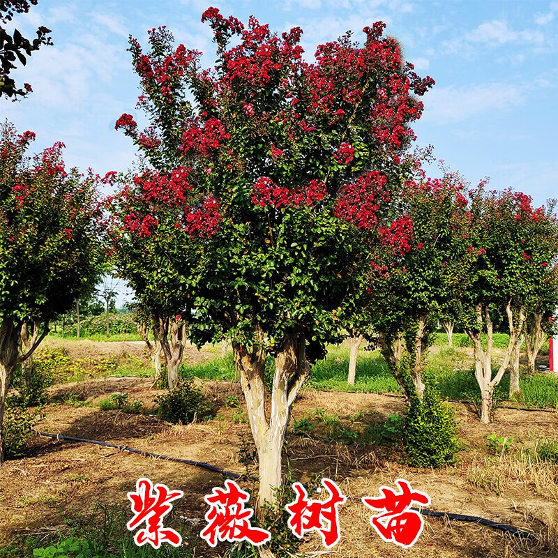 火箭紫薇花盆栽地栽庭院绿化工程树苗紫薇花树苗 百日红紫薇【3公分】