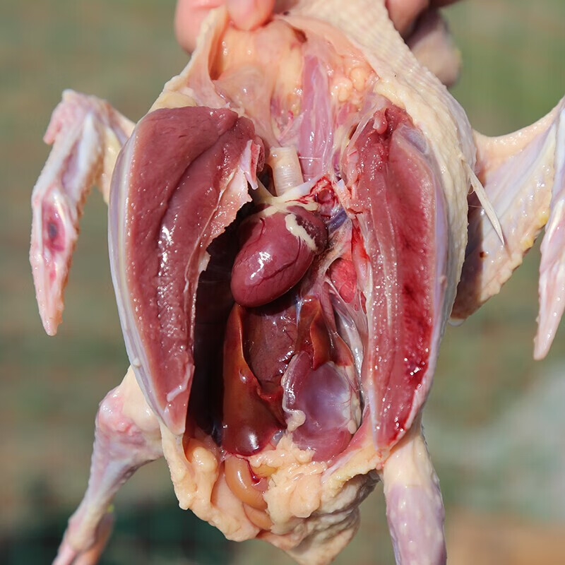 农谣新鲜鸽子肉