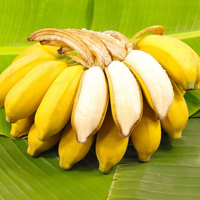 广西香蕉新鲜小米蕉水果小香芭蕉苹果蕉自然熟当季整箱 500g