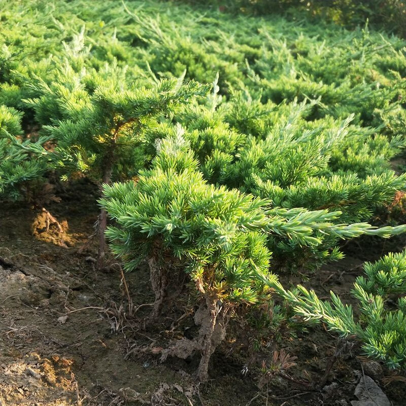 地柏树苗盆景素材庭院盆栽地柏苗地栽四季常青好养耐寒柏树植物铺地柏