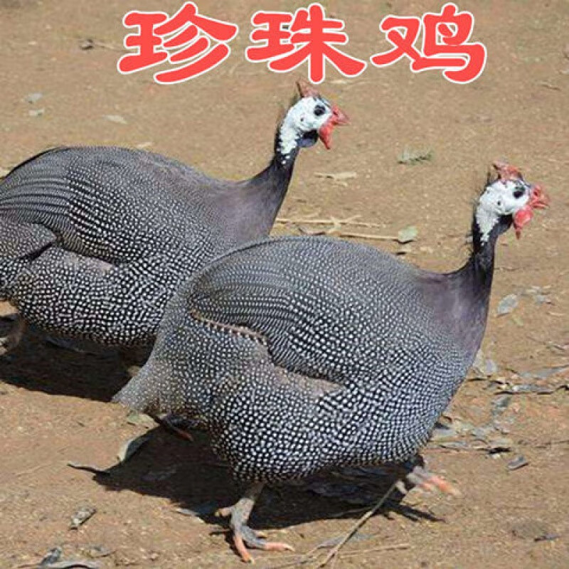 【京选推荐】脱温鸡红毛大公鸡五黑鸡纯种鸡苗珍珠鸡白羽鸡芦花鸡下蛋