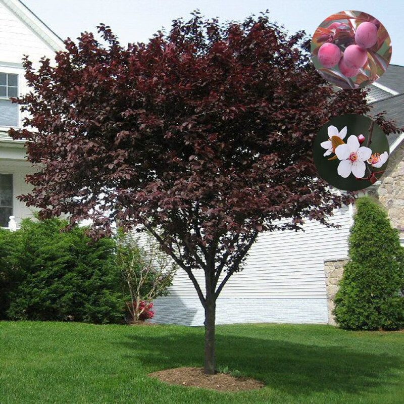 墨耘苍紫叶李树苗南方北方种植红叶李速生紫叶李小苗园林行道树绿化