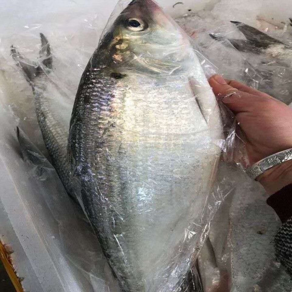 鲥鱼600-700g 新鲜美味佳肴 鲥鱼1条装(1一1.2斤)