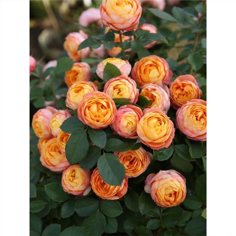 曼杉园(manshanyuan)浪漫宝贝 勤花 丰花微月灌木月季开花性好室外