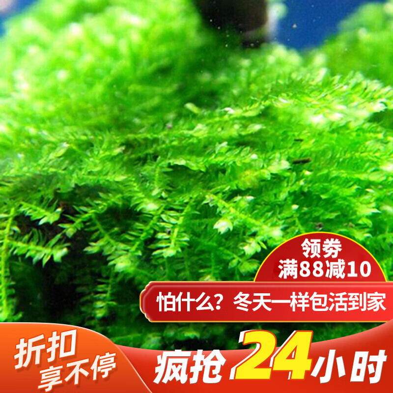 云峰海瑞 鱼缸水草前景莫丝莫斯水草水族箱造景套餐水草活体草缸造景装饰 垂泪8*8网片定植2片装使用感如何?