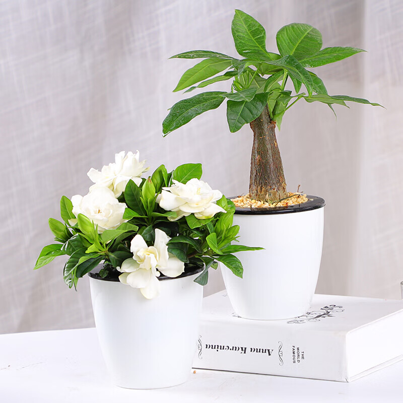 发财树富贵竹懒人绿植盆栽北欧ins桌面植物办公室内花卉观叶植物发财树 栀子花含盆 虎窝购