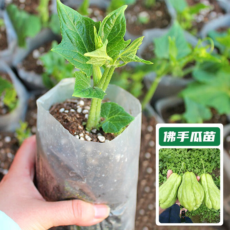 神禾 佛手瓜苗种苗种子种瓜龙须菜籽春季 佛手瓜苗 1棵