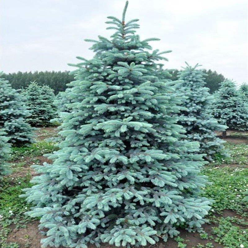 爱念物鲜仙子绿化苗木美国蓝杉树苗科罗拉多蓝杉小苗北美云杉庭院室内