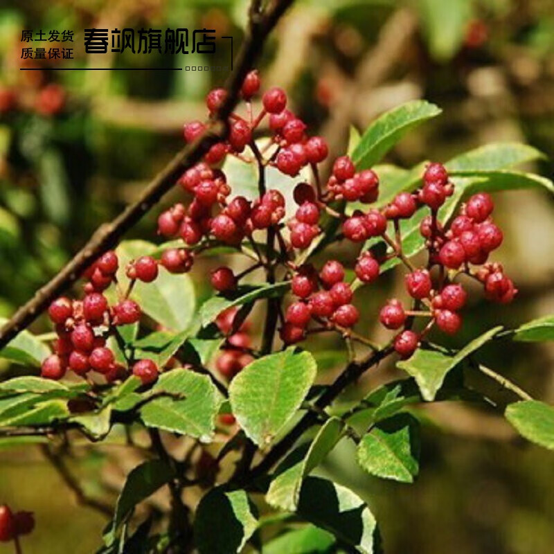 麻椒 九叶青花椒苗 狮子头野 四川麻椒树苗 五年大苗当年结果 野花椒