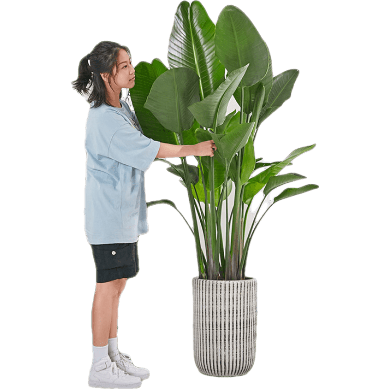 艺植艺品-大型绿植价格走势及产品推荐|大型绿植购物助手