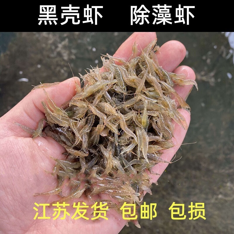 虾苗淡水养殖虾鲜活观赏观赏鱼虾淡水观赏鱼虾热带清洁虾活体幼苗 50