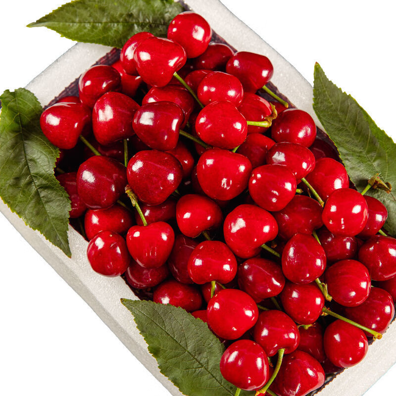 《顺丰冷链》大连美早大樱桃新鲜樱珠现摘应季孕妇新鲜水果送礼盒 2斤