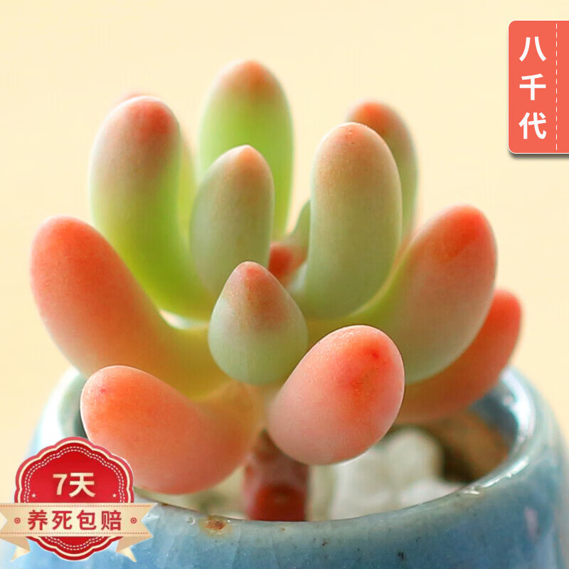 Ѻ챦ʯֲֲֲ칫辰 ǧ   5.88Ԫ