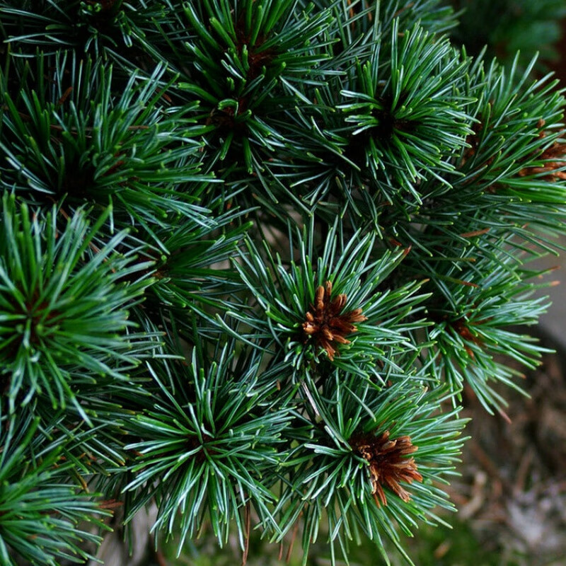 阳澄约定新采华山松种子小树苗短针松树籽盆景松树种子常青华山松子树