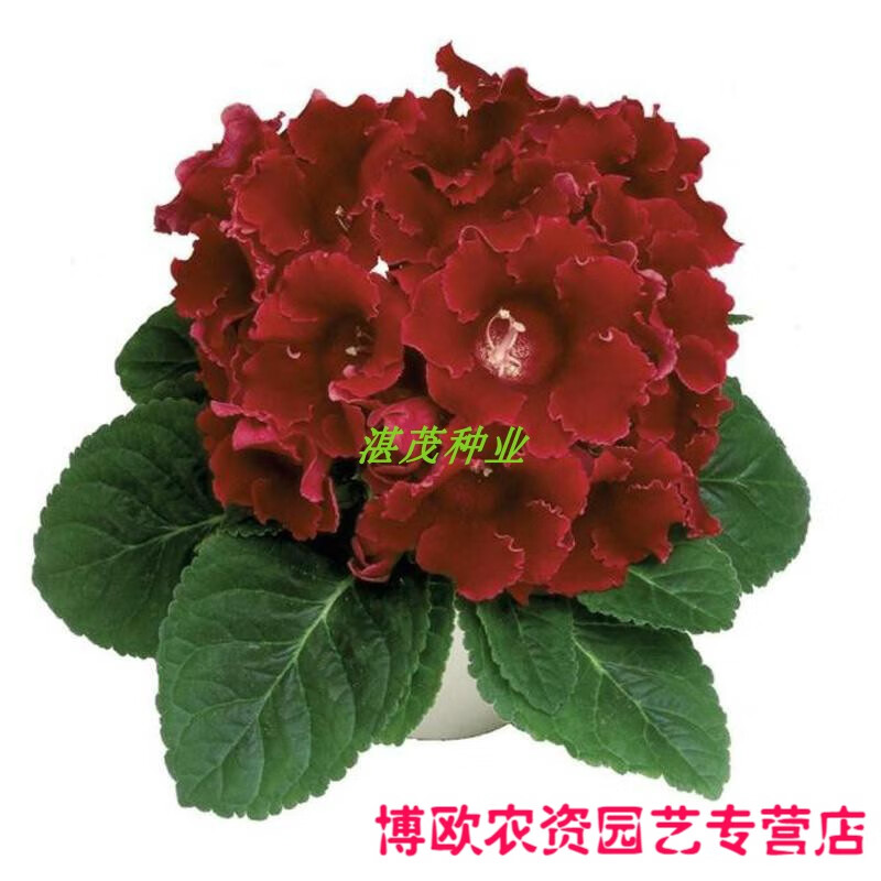 重瓣大岩桐花种子 富贵芙蓉花种子 大岩桐种子 四季易种花卉种籽 重瓣