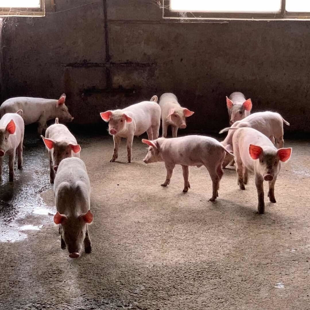 正宗二元长白猪食用猪15-30斤幼崽土白猪猪到家包活 30斤左右公