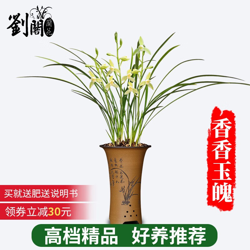 劉閣蘭花建兰四季兰花苗十里桃花 现带浓香花苞出售 有香味的花卉绿植盆栽 香香玉魄3苗连体裸根