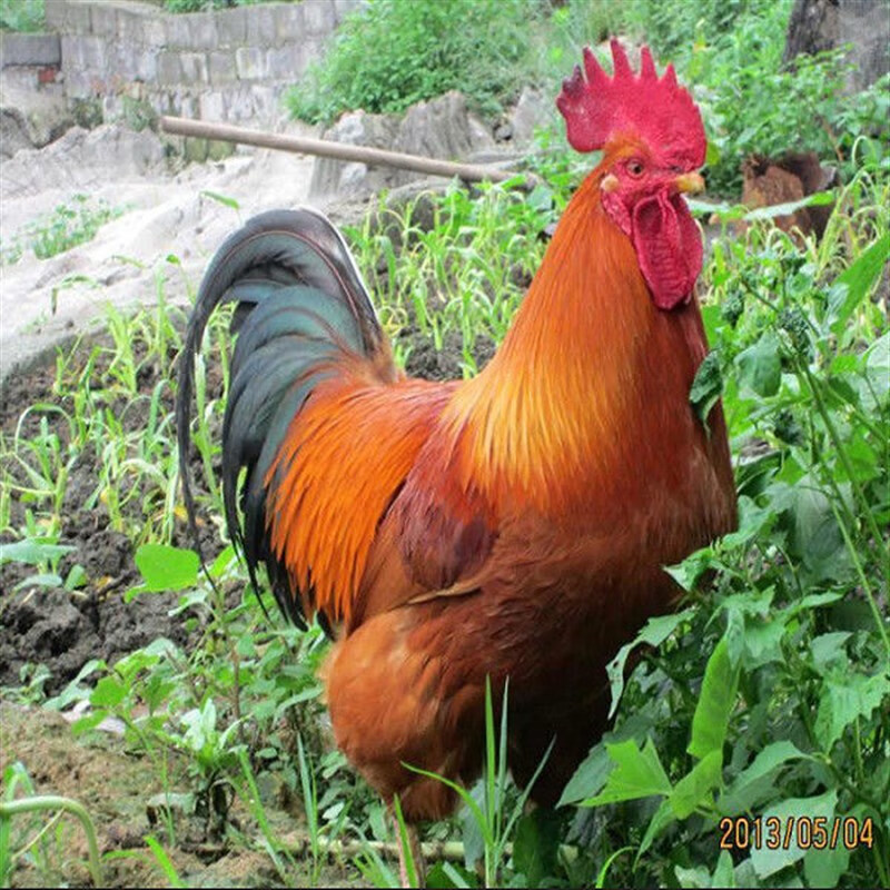 九斤红特大公鸡活苗脱温小鸡仔土鸡活鸡 半斤纯种九斤红公鸡满八只