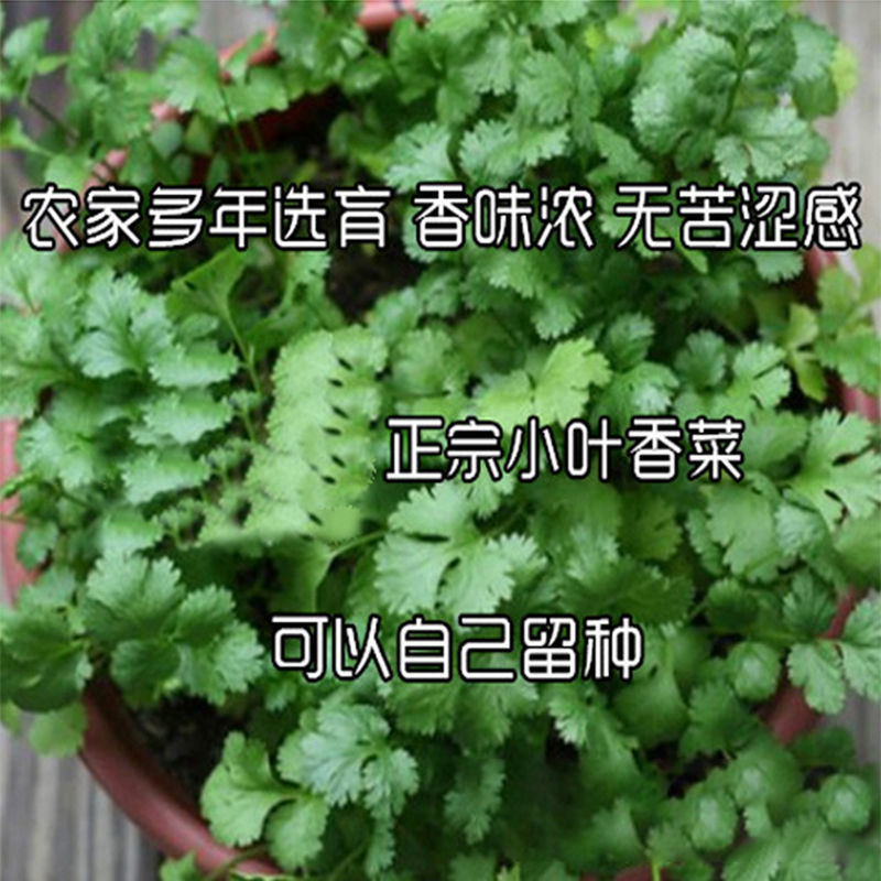 博卉山东小叶香菜种子散装批发芫荽籽四季速生超高产量盆栽蔬菜种籽孑 小叶香菜籽/散50克 香味浓可留种