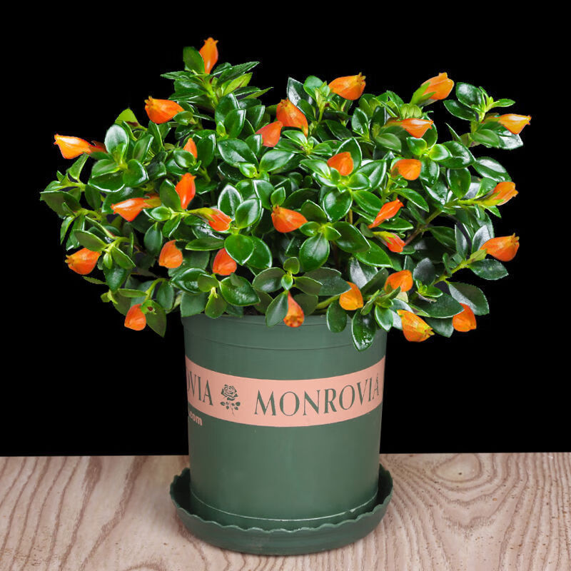 盆栽金鱼花绿植花卉室内好养四季常青出甲醛装修除味 黄色金鱼 加仑盆