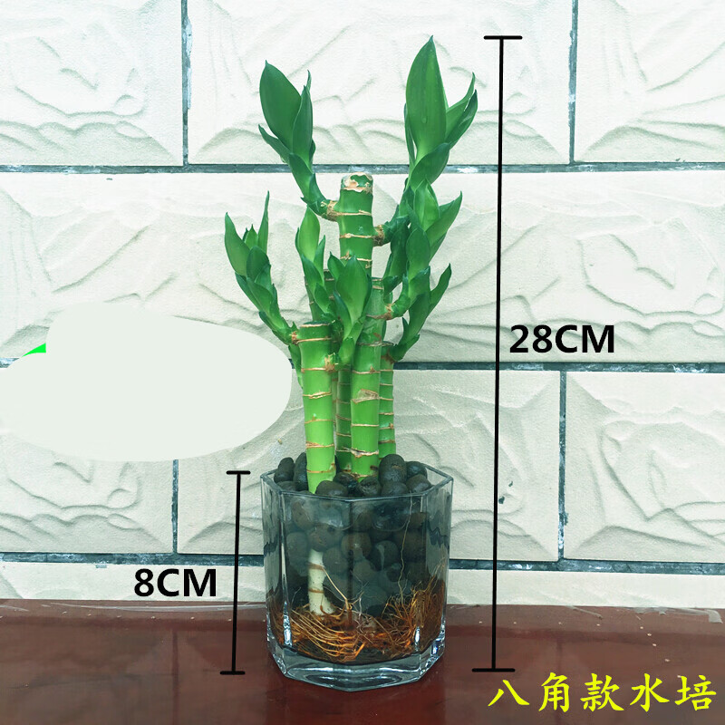 水养文昌竹 文昌竹水培绿植荷花竹业富贵竹植物水养室内小盆栽马卡龙