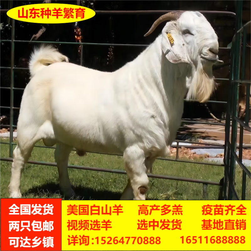 白山羊 怀孕母羊 白山羊种公羊 羊羔 羊苗 5个月龄母羊 疫苗做全