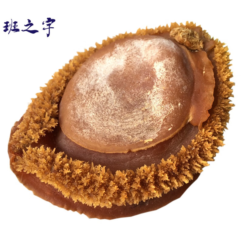 宜享健康南干鲍鱼大只5头靓货色泽漂亮干度好口感好鲍香味重2只20.
