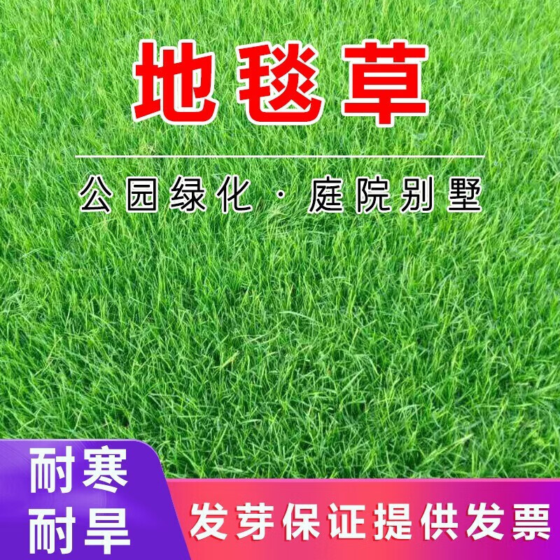 思取进口草坪种子草籽矮生四季青地毯草种子四季常青护坡免修剪 地毯