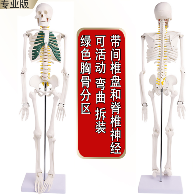 45 85 170cm人体骨骼模型骨架人体模型小白骷髅教学脊椎全身 85厘米【附脊椎神经+间椎盘】 绿色胸骨