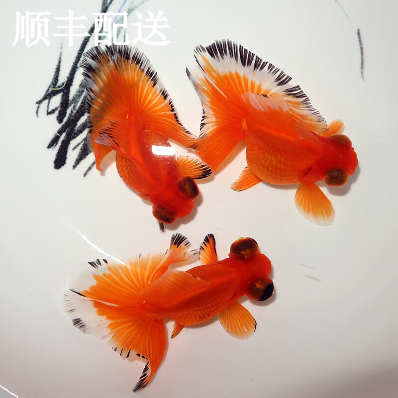 水族活体历史价格查找|水族活体价格走势图