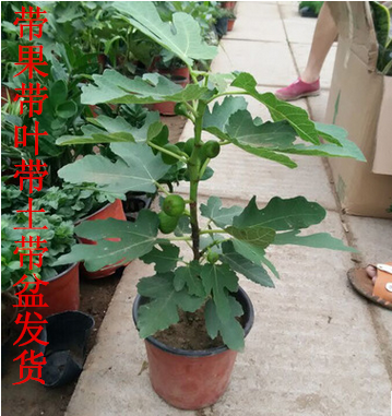 无花果树苗盆栽地栽无花果苗南方北方庭院阳台种植苗 3年苗(带果带土
