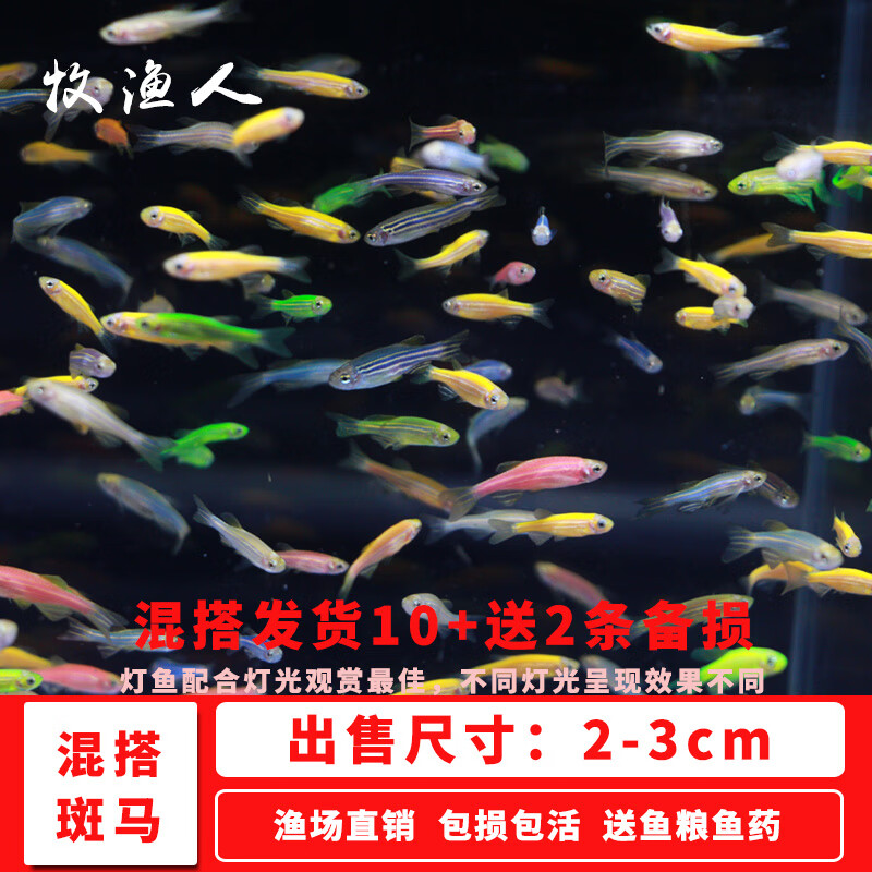 虹弦见小型热带灯科鱼斑马鱼大号观赏鱼淡水好养耐活孔雀鱼活体 混搭