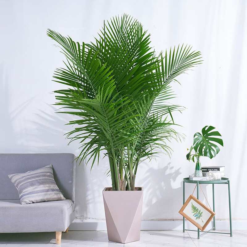 【艺植艺品】大型绿植价格走势稳定，优惠时段限时抢购！|大型绿植查这个商品的价格走势