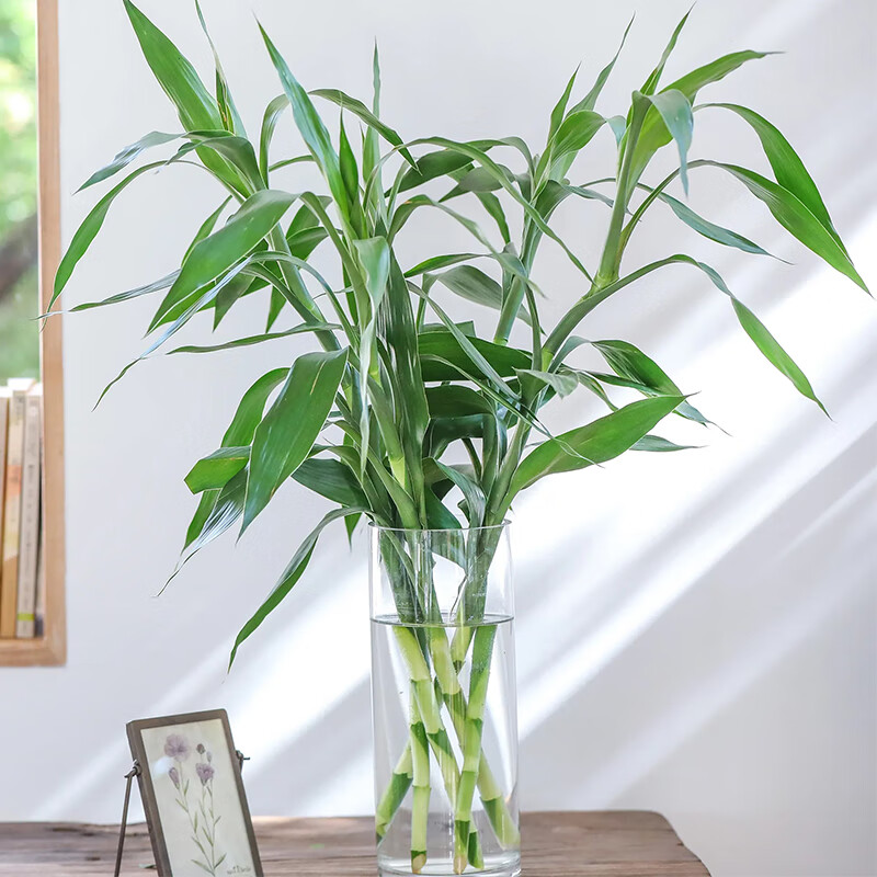 �Ӱ���Ʒ���ϸ�����ˮ��10֦ ��Ʒ������10֦ 7.9Ԫ