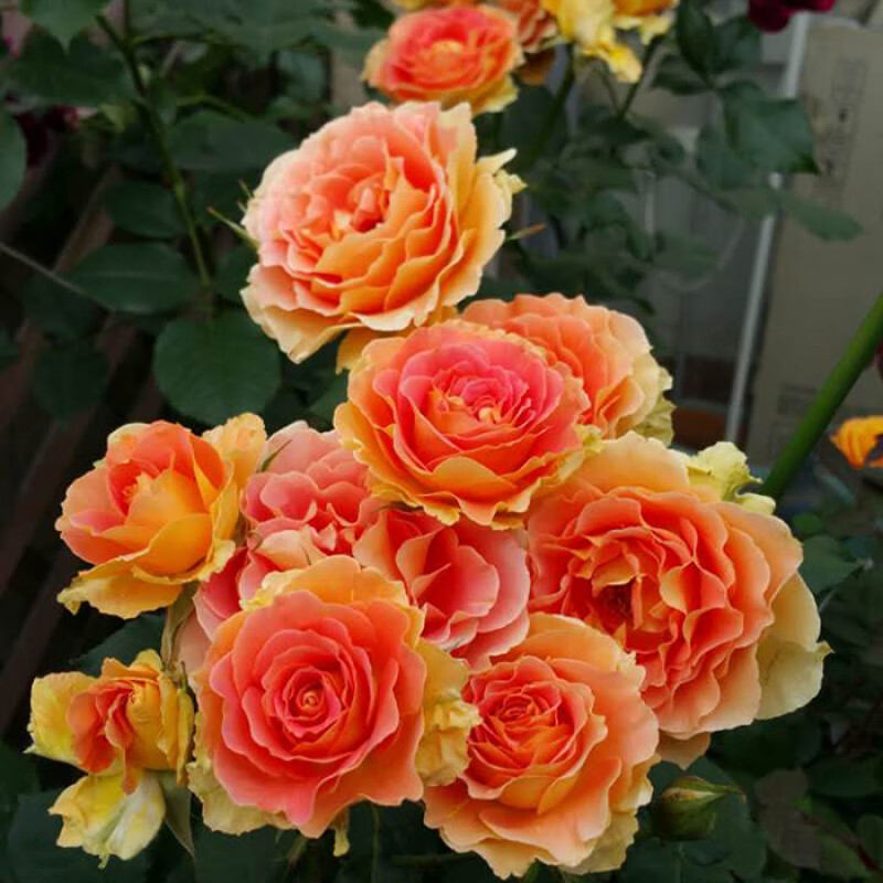 樱霞月季花橙色多季美观灌木盆栽四季丰花月季开花卉盆栽 铜管乐队