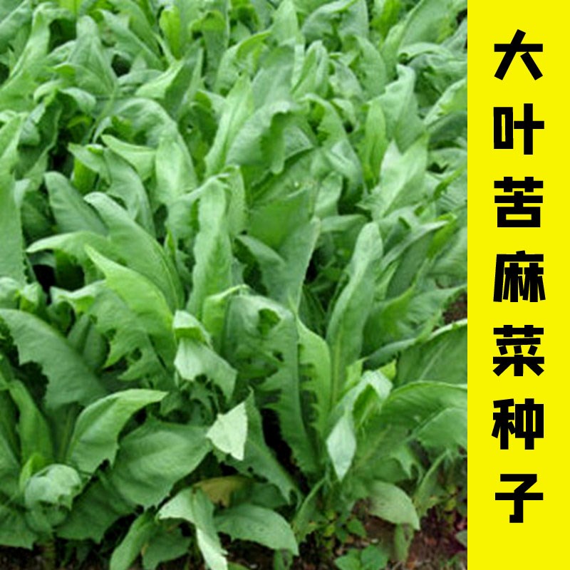 花乡邻里多年生苦荬菜种子大叶牧草种孑鹅菜种子四季苦麦菜猪鸡鸭鹅