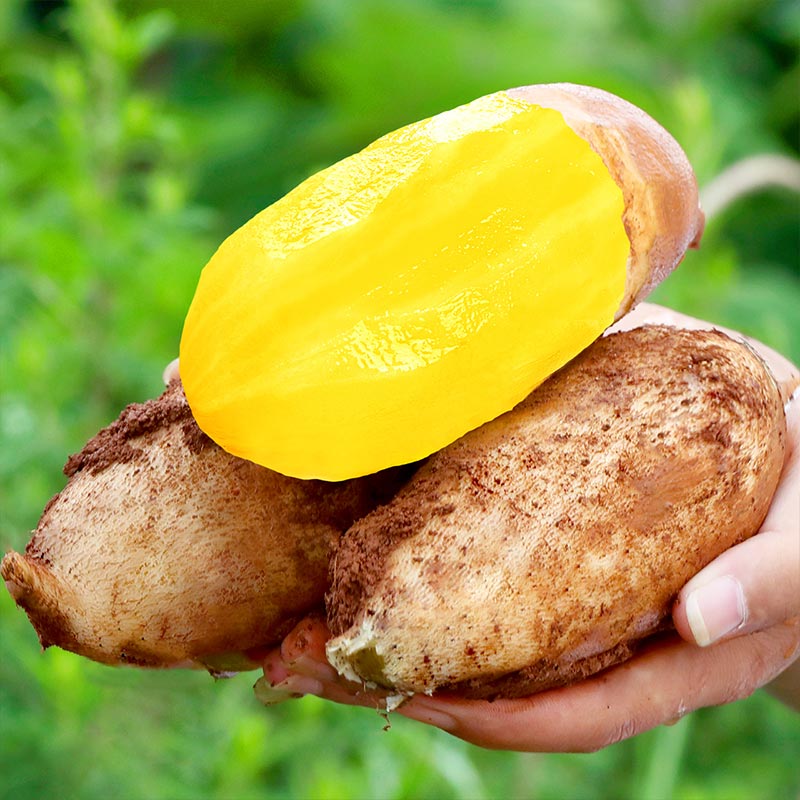 金百粟云南天山雪莲果 当季水果新鲜低糖水果现挖现发黄心大果整箱 净重5斤【脆嫩爽口】气柱包装