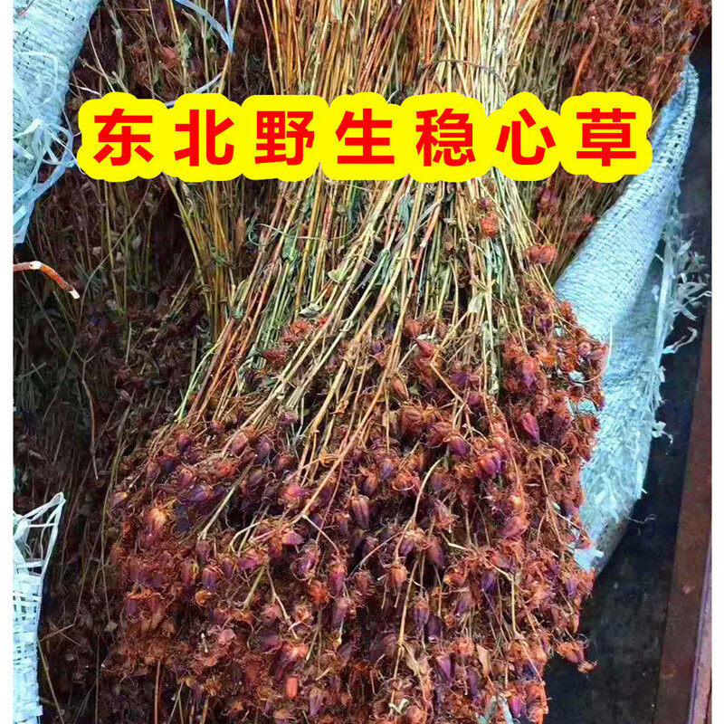 东北黑龙江省食用农产品大兴安岭稳心草50克 一件稳心草 野生稳心草
