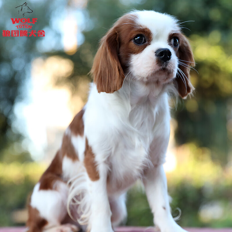 狼图腾查理王小猎犬纯种查理王小猎犬幼犬活体家养双血统宠物狗狗
