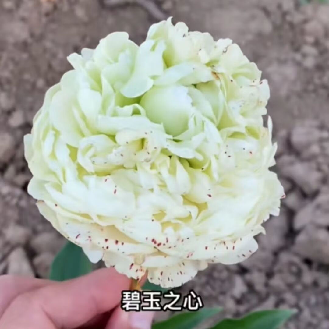 教蔬鲜生精品绿色芍药鲜花 重瓣芍药大花苗 浓香庭院室外绿植盆 2--3