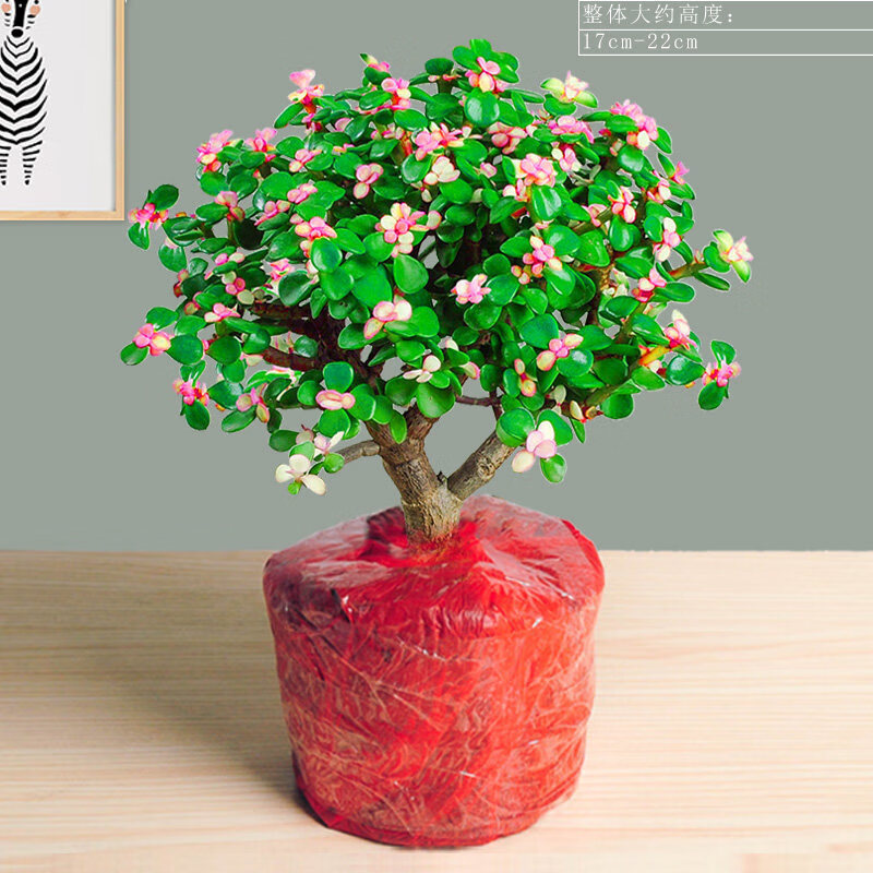 mivm绿化庭院 室内美化 金枝玉叶盆栽办公多肉植物稀有品种老桩肉肉