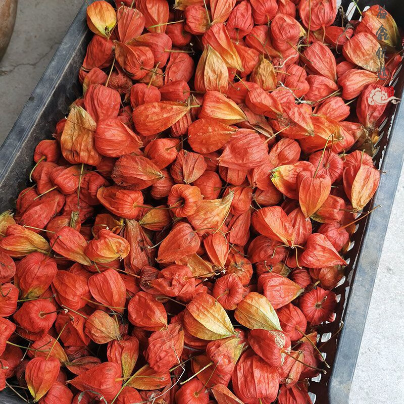 鹿凌青东北红姑娘姑娘果苦姑娘泡水喝红灯笼果带皮山姑娘红皮苦菇娘