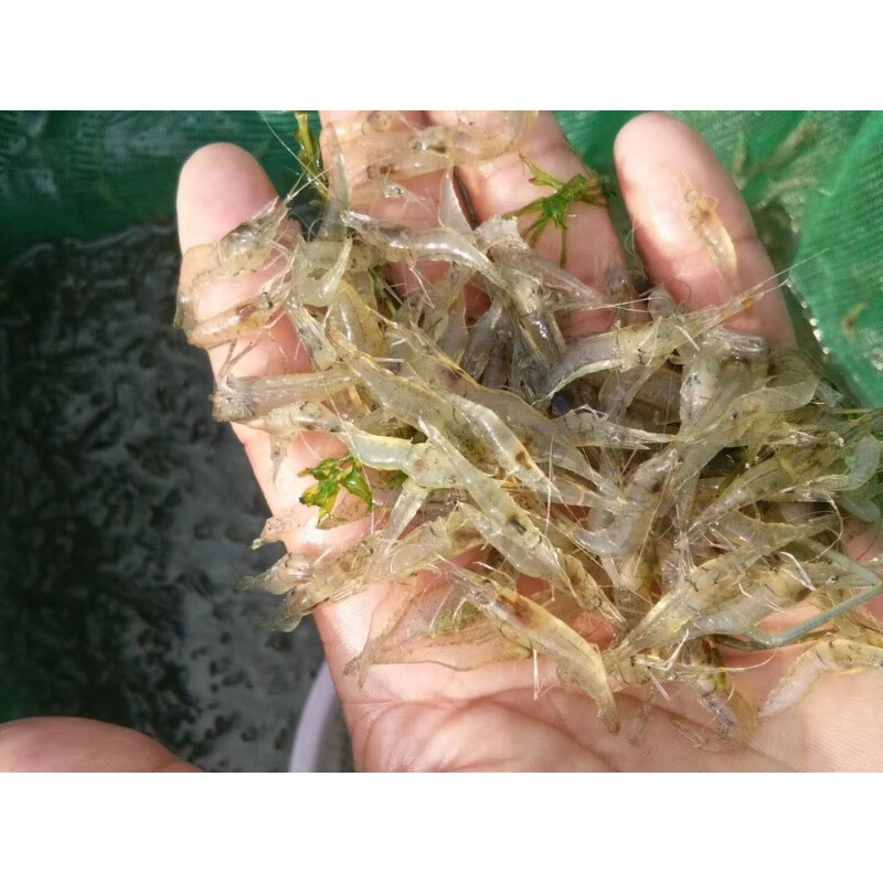 浙江湖州虾苗太湖二号虾种 沼虾苗 长臂大头虾苗 淡水养殖 清虾苗500